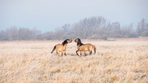Konik ponies at Wicken Fen National Nature Reserve, Cambridgeshire